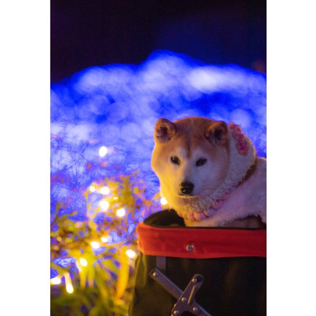 「不可以色色」Meme圖主角柴犬Ponsan去世,享年17歲。