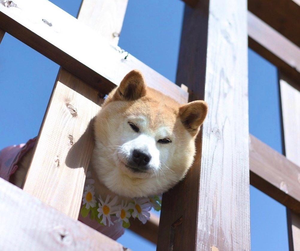 「不可以色色」Meme圖主角柴犬Ponsan去世,享年17歲。