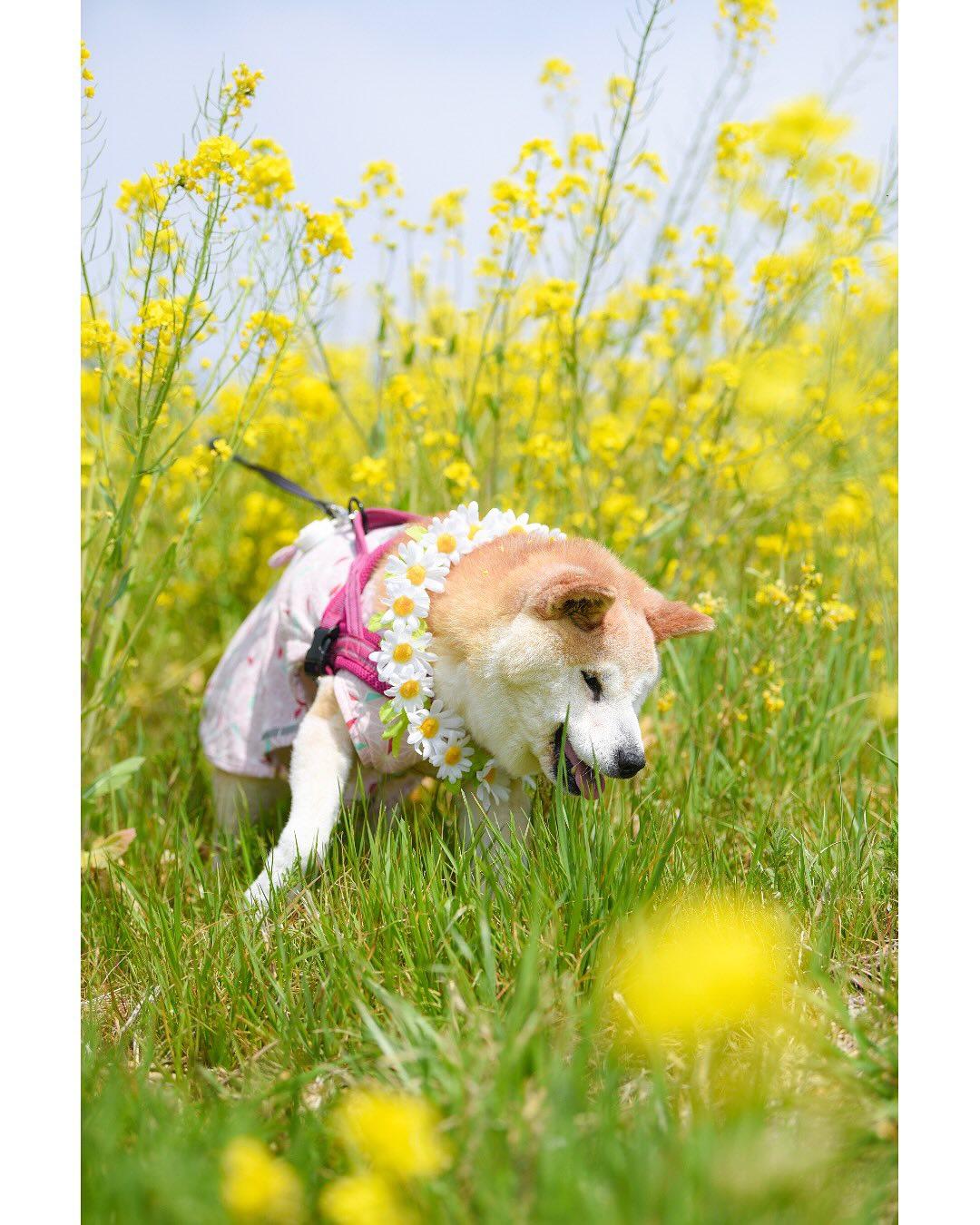 「不可以色色」Meme圖主角柴犬Ponsan去世,享年17歲。