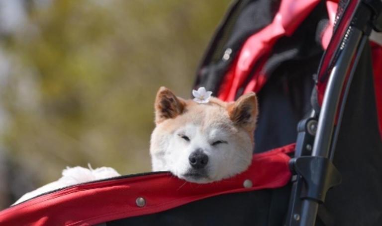 「不可以色色」Meme圖主角柴犬Ponsan去世,享年17歲。