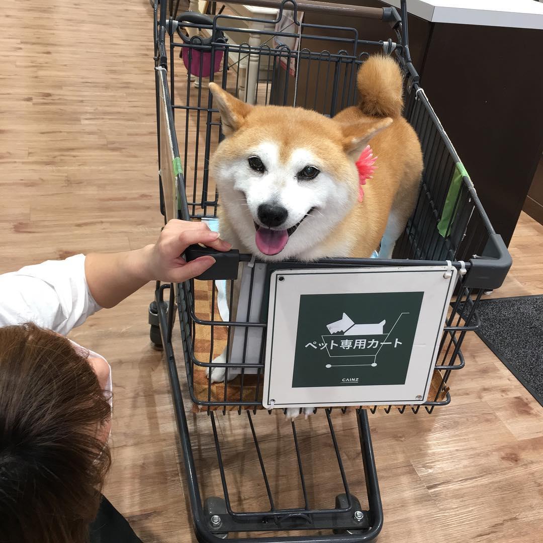 「不可以色色」Meme圖主角柴犬Ponsan去世,享年17歲。