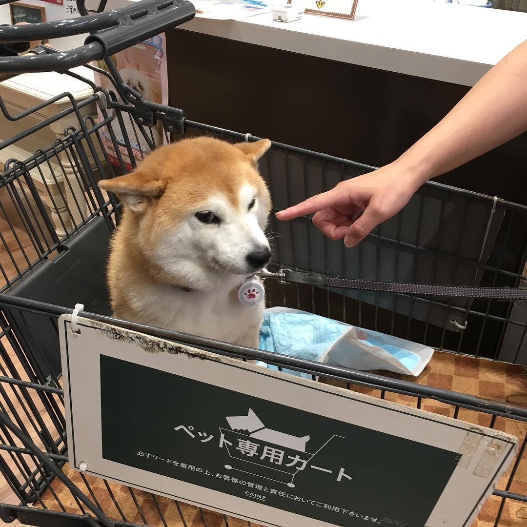 「不可以色色」Meme圖主角柴犬Ponsan去世,享年17歲。