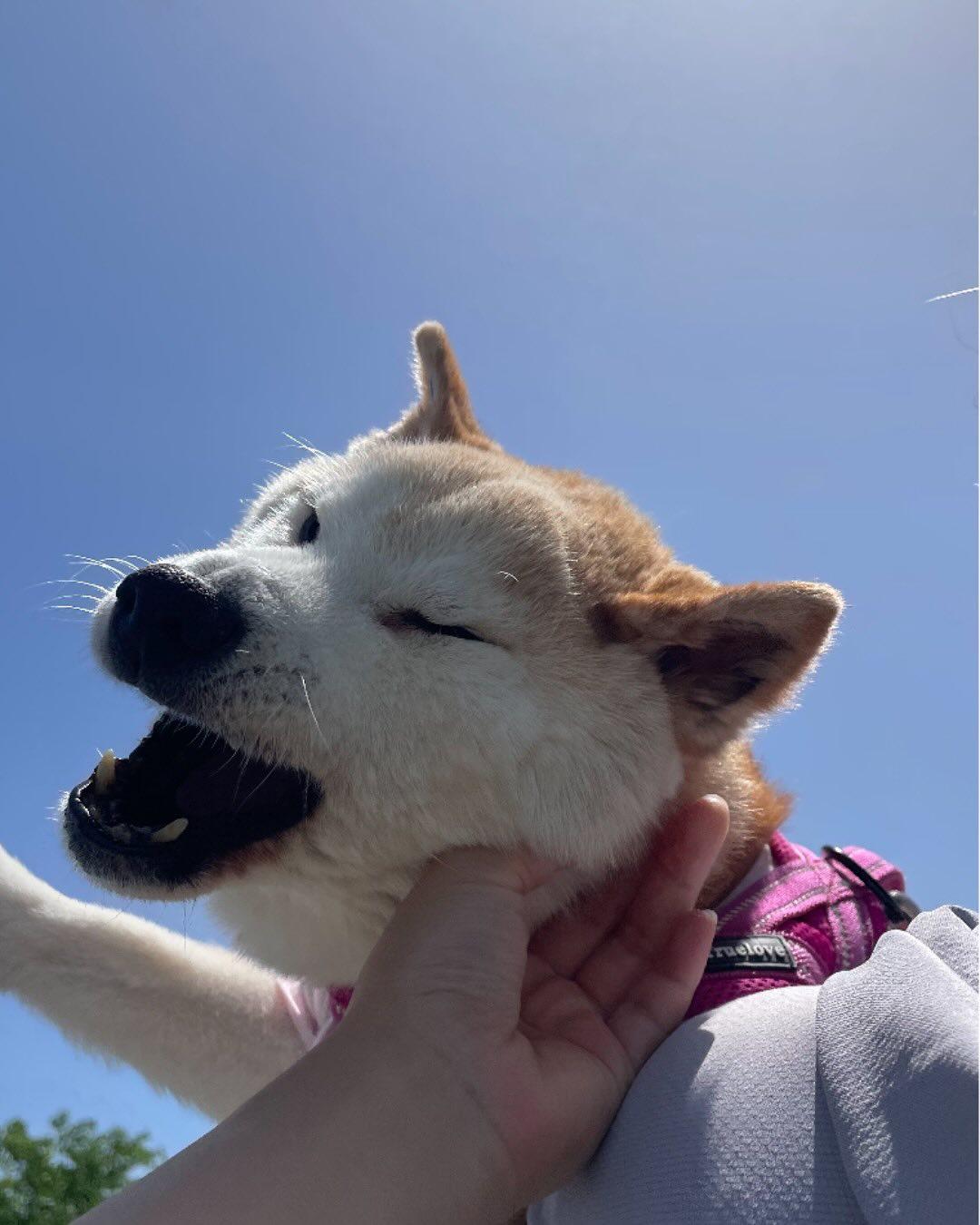 「不可以色色」Meme圖主角柴犬Ponsan去世,享年17歲。