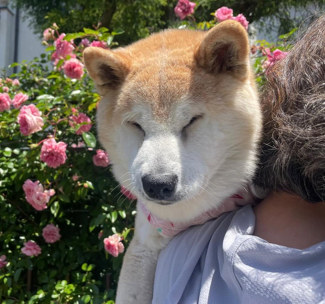 「不可以色色」Meme圖主角柴犬Ponsan去世,享年17歲。