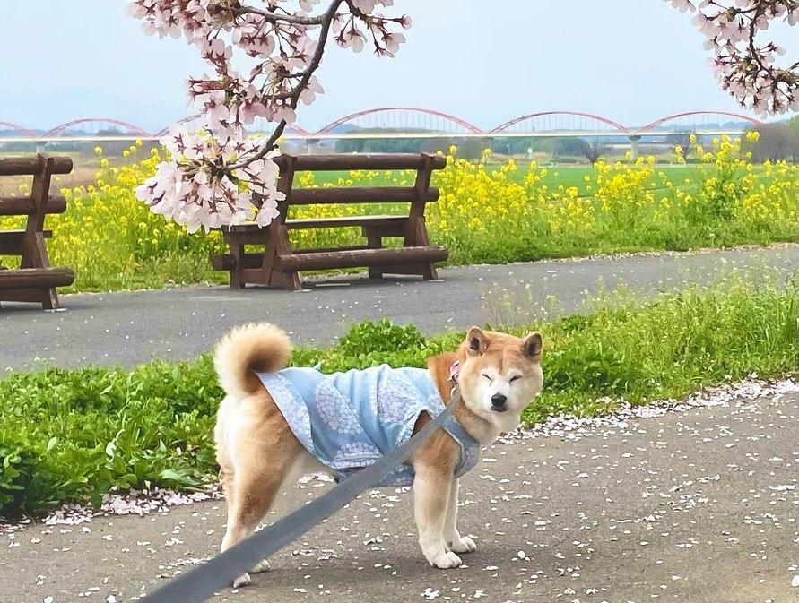 「不可以色色」Meme圖主角柴犬Ponsan去世,享年17歲。