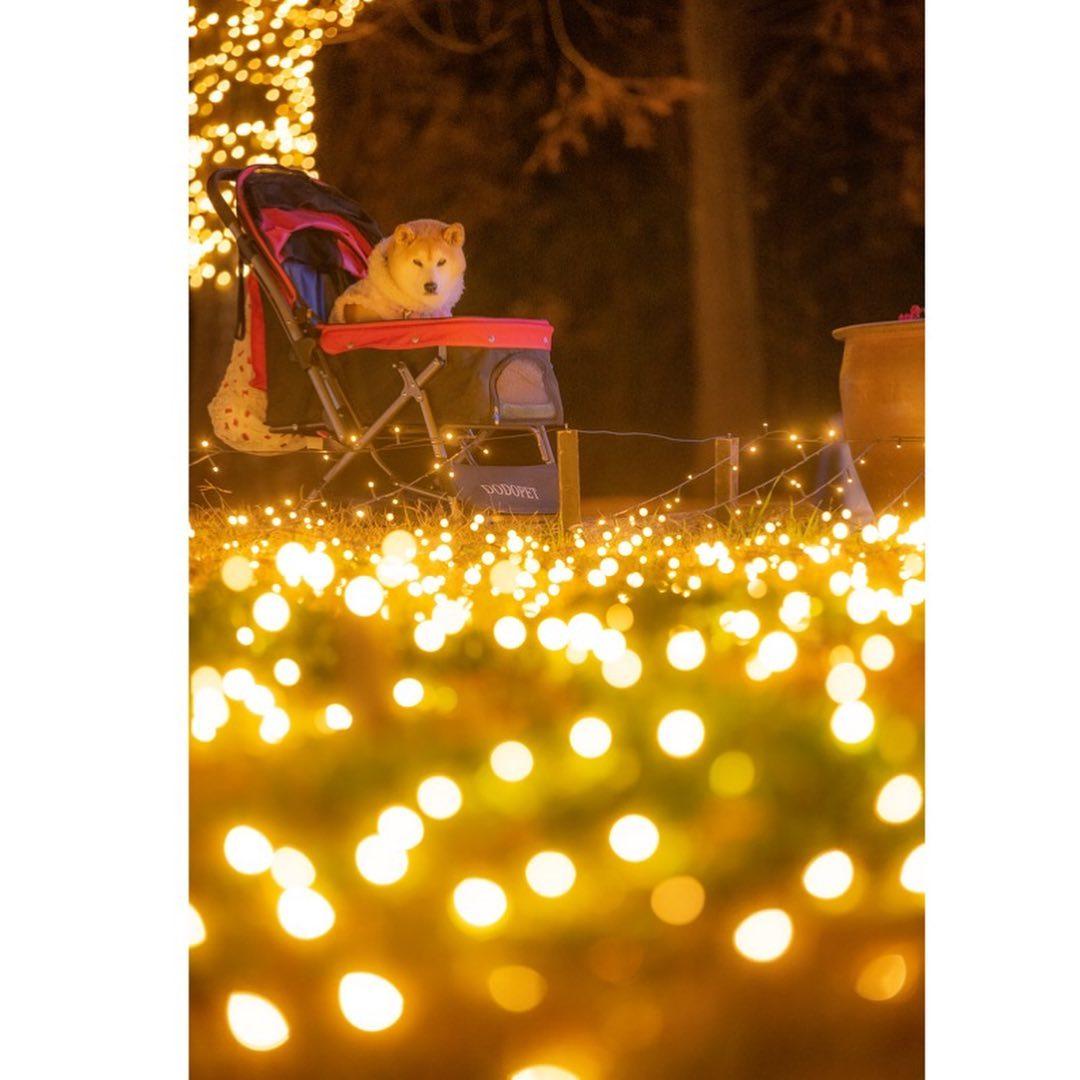 「不可以色色」Meme圖主角柴犬Ponsan去世,享年17歲。