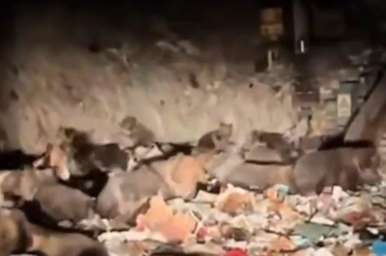 西藏垃圾場30、40多隻野生藏馬熊集體在翻找垃圾覓食。