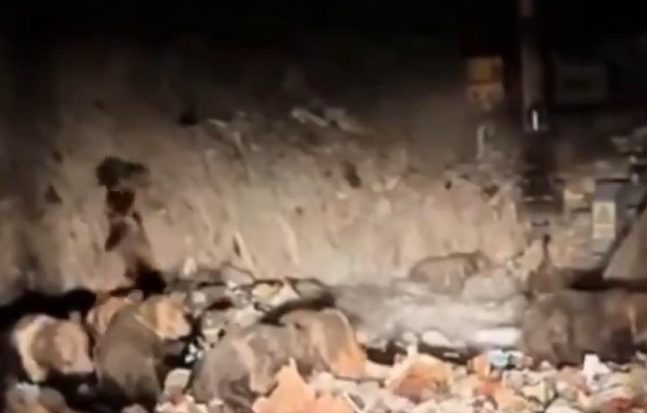 目擊者在旁邊觀察了半小時,藏馬熊一直認真覓食未離開。