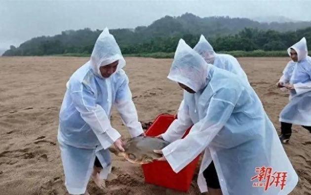 韓江黿經專家鑑定確認後已放生。