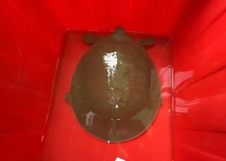 這隻韓江黿重約6公斤,健康狀態良好。