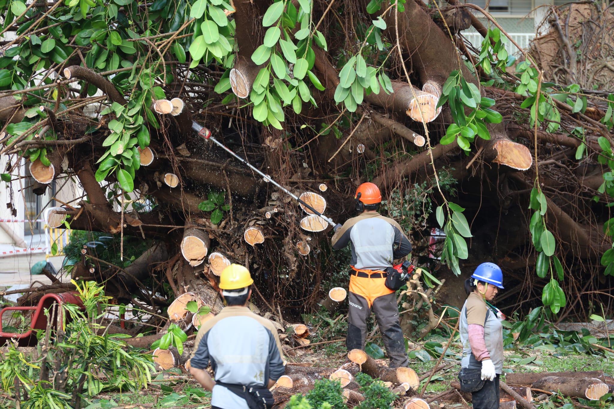 颱風樺加沙|何文田愛民邨逾半世紀老榕樹倒塌,房屋署安排鋸樹移走。(鍾式明 攝)