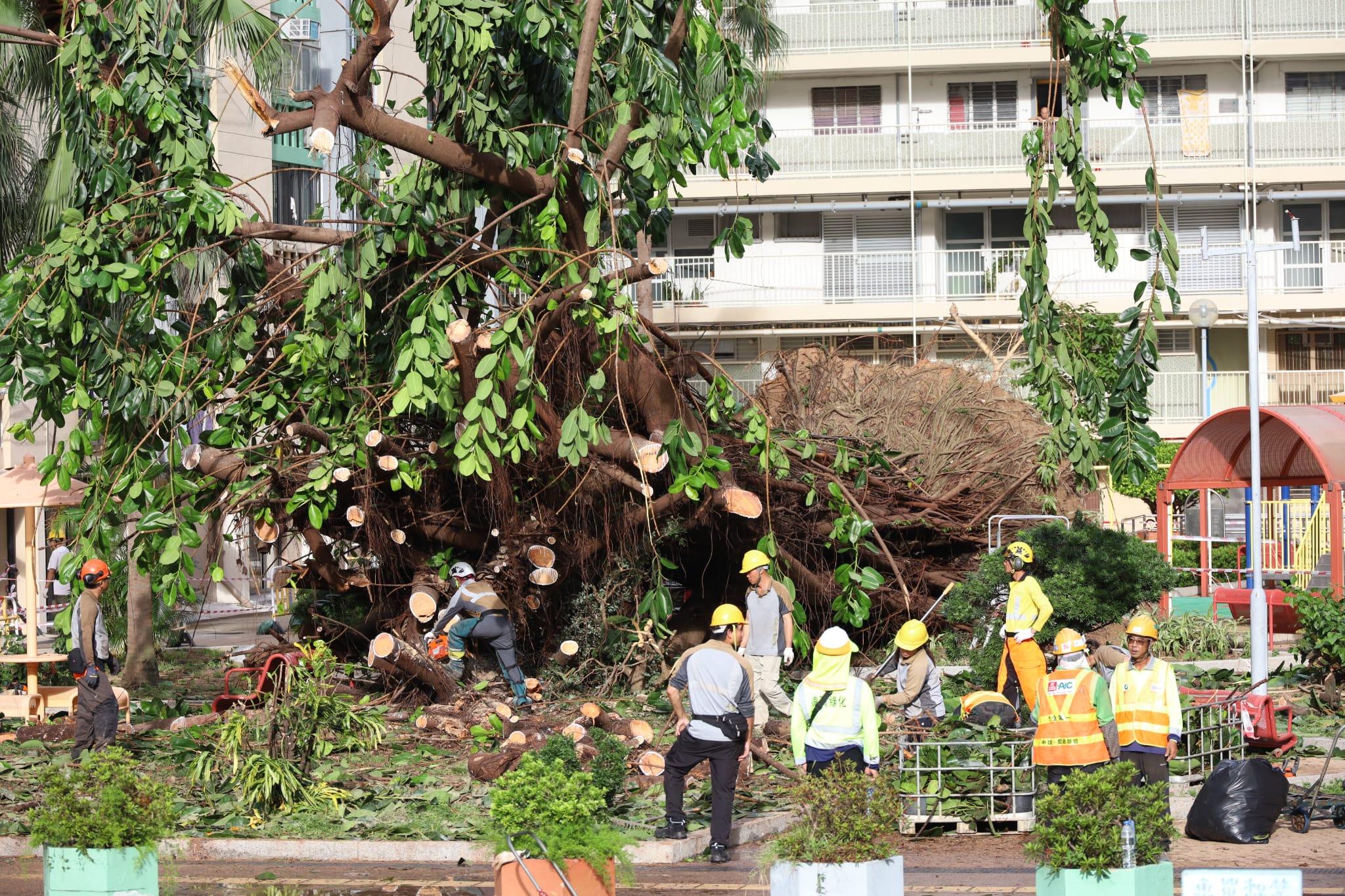 颱風樺加沙|何文田愛民邨逾半世紀老榕樹倒塌,房屋署安排鋸樹移走。(鍾式明 攝)