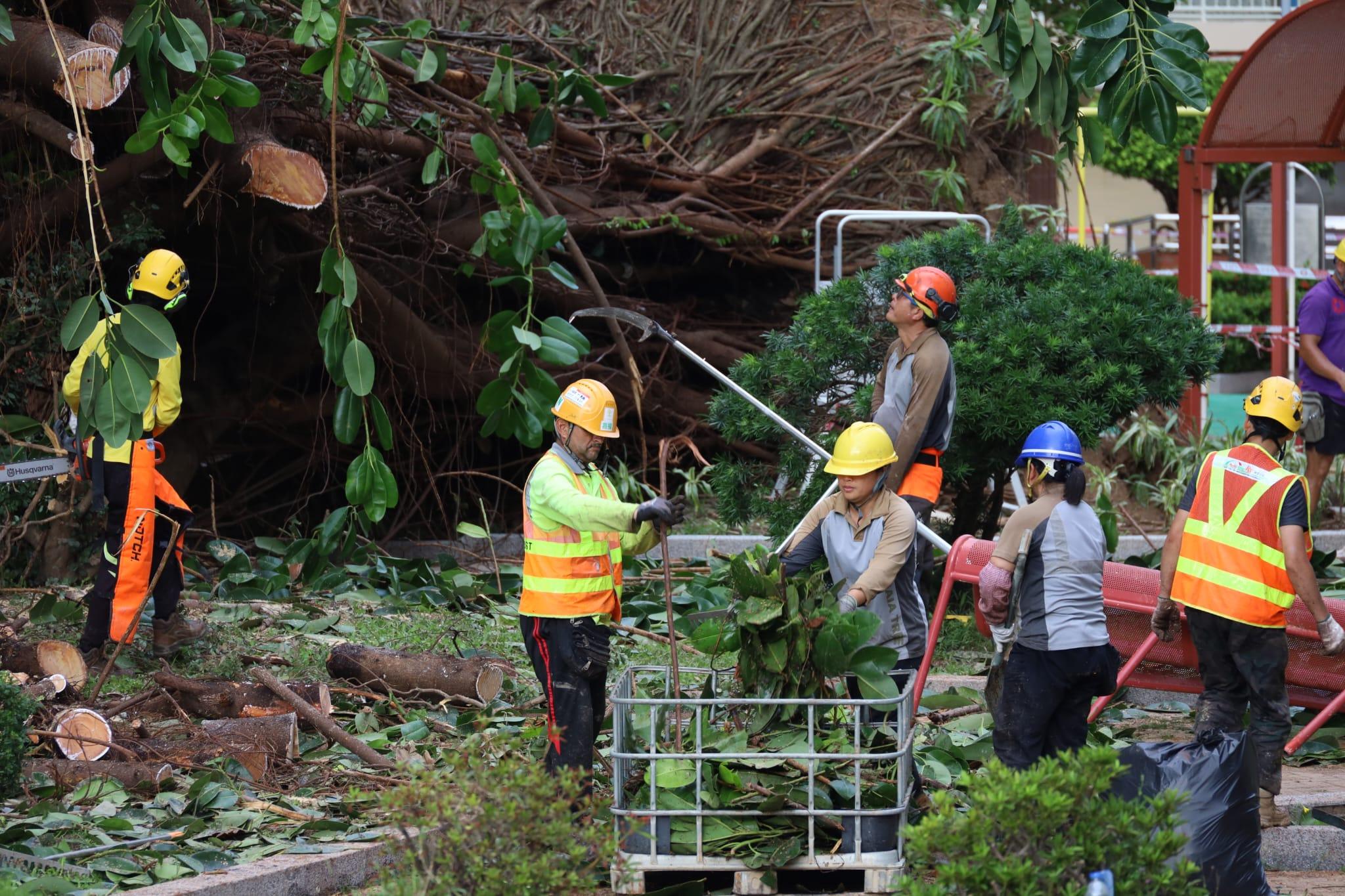 颱風樺加沙|何文田愛民邨逾半世紀老榕樹倒塌,房屋署安排鋸樹移走。(鍾式明 攝)