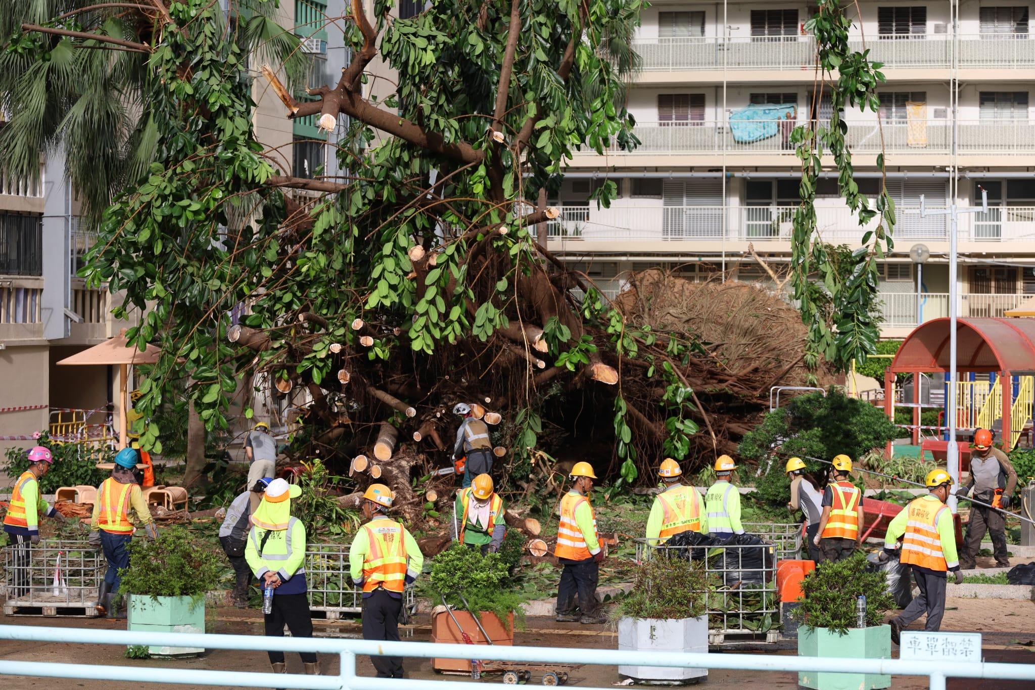 颱風樺加沙|何文田愛民邨逾半世紀老榕樹倒塌,房屋署安排鋸樹移走。(鍾式明 攝)