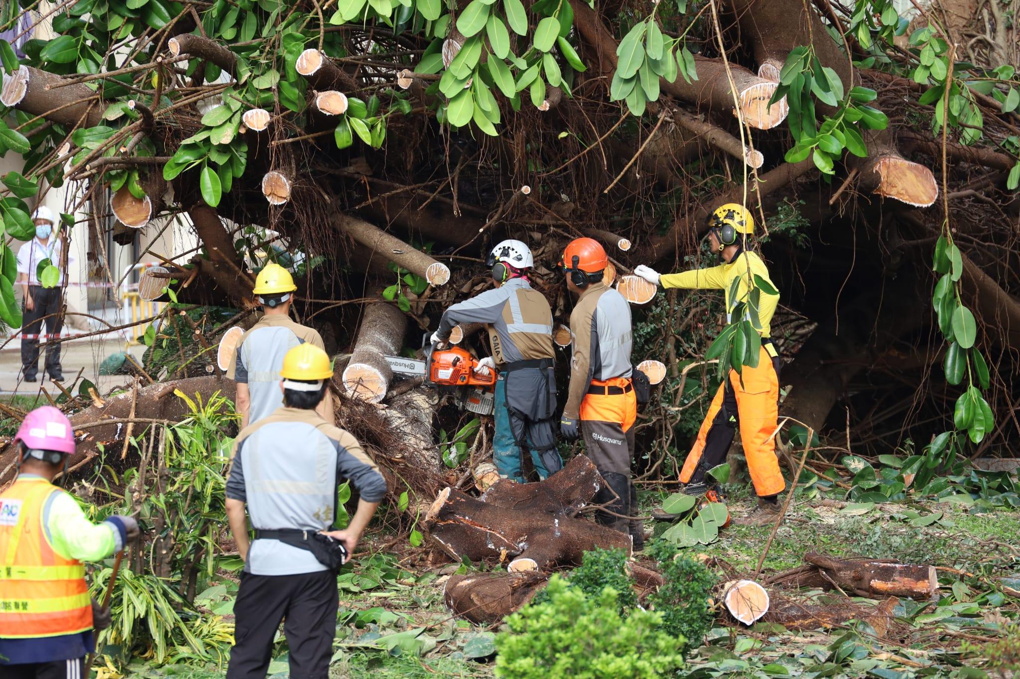 颱風樺加沙|何文田愛民邨逾半世紀老榕樹倒塌,房屋署安排鋸樹移走。(鍾式明 攝)