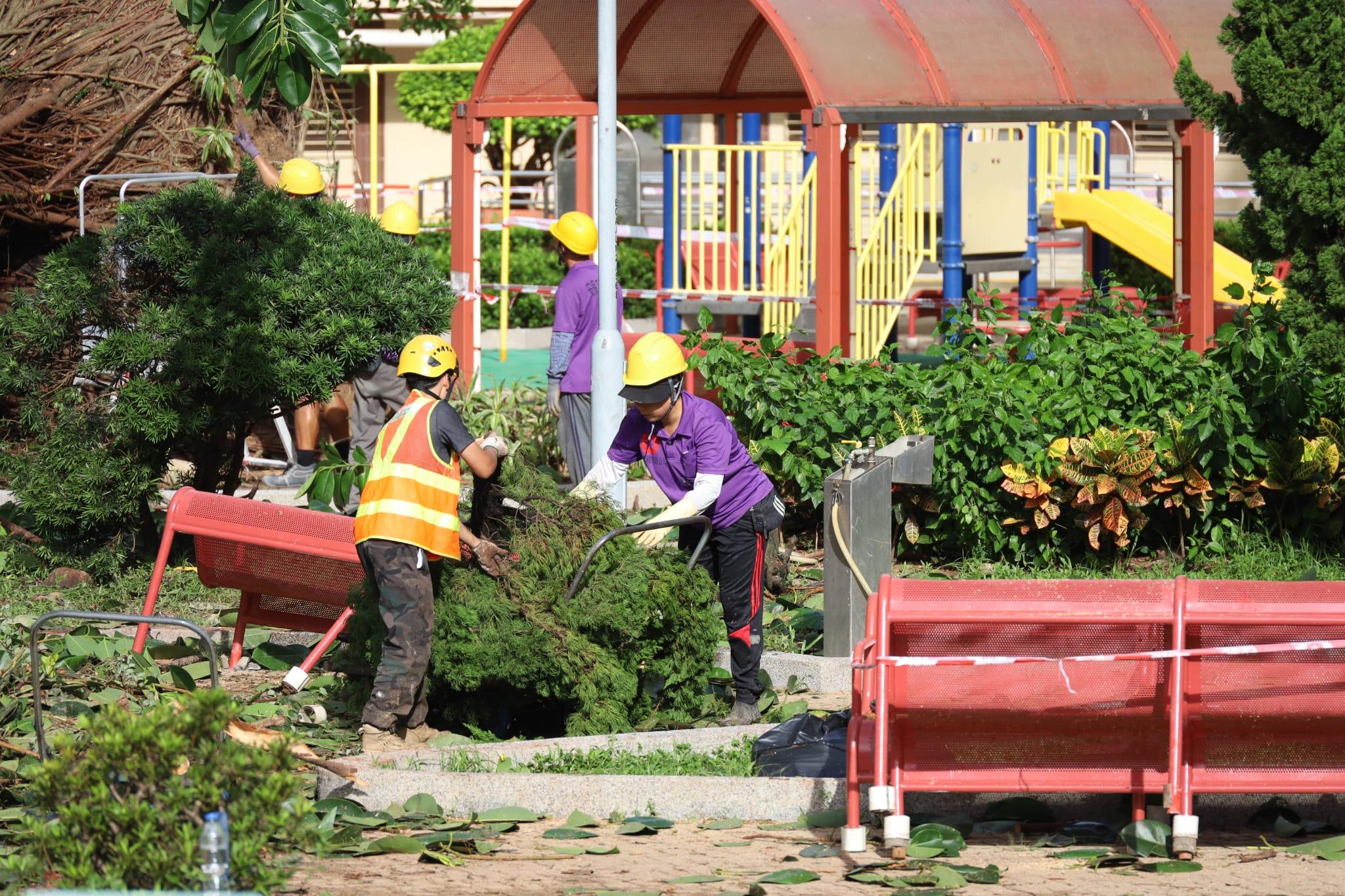 颱風樺加沙|何文田愛民邨逾半世紀老榕樹倒塌,房屋署安排鋸樹移走。(鍾式明 攝)