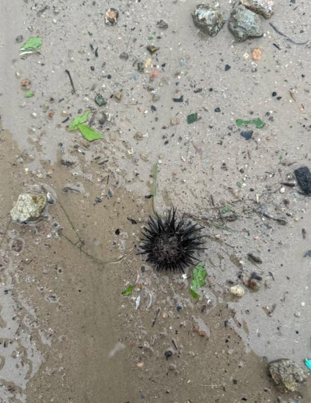 網民在小紅書上表示在將軍澳海濱撿到生蠔及海膽。(小紅書截圖)