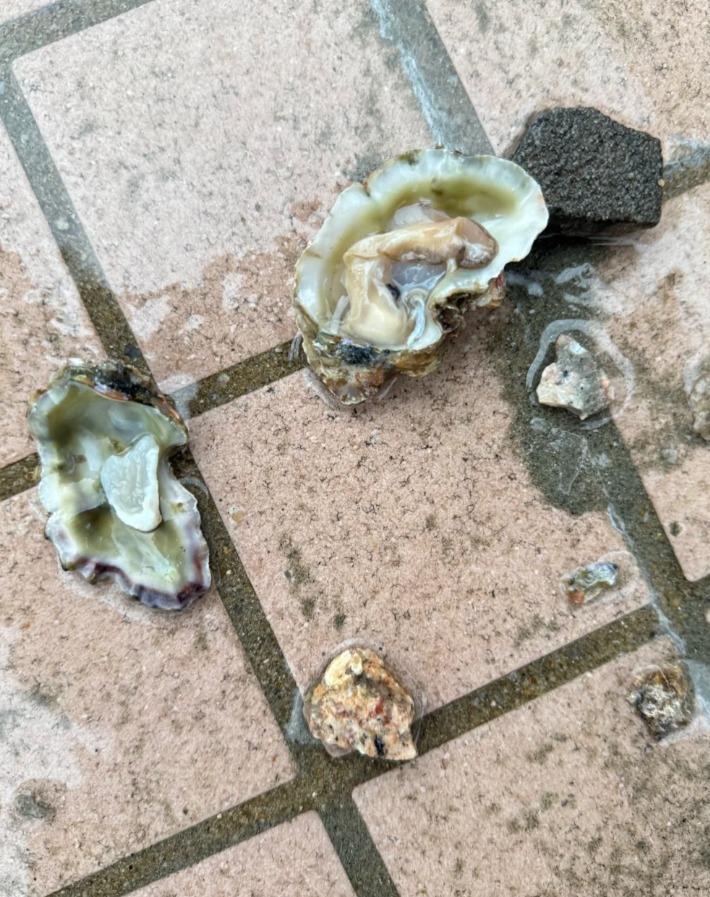 網民在小紅書上表示在將軍澳海濱撿到生蠔及海膽。(小紅書截圖)