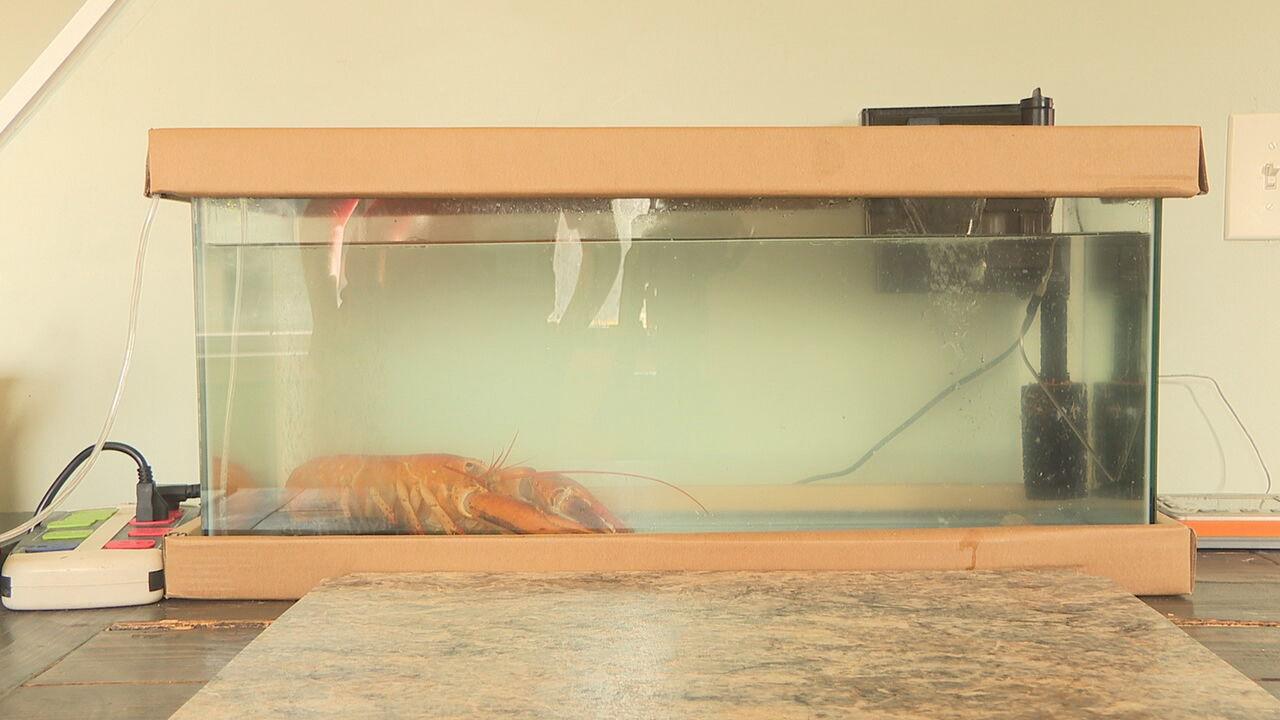 一隻極為罕見的橙色龍蝦,日前在美國紐約州一家超市,險些成為餐桌佳餚,最終在動物保護團體協助下,於24日被放生至長島外海。