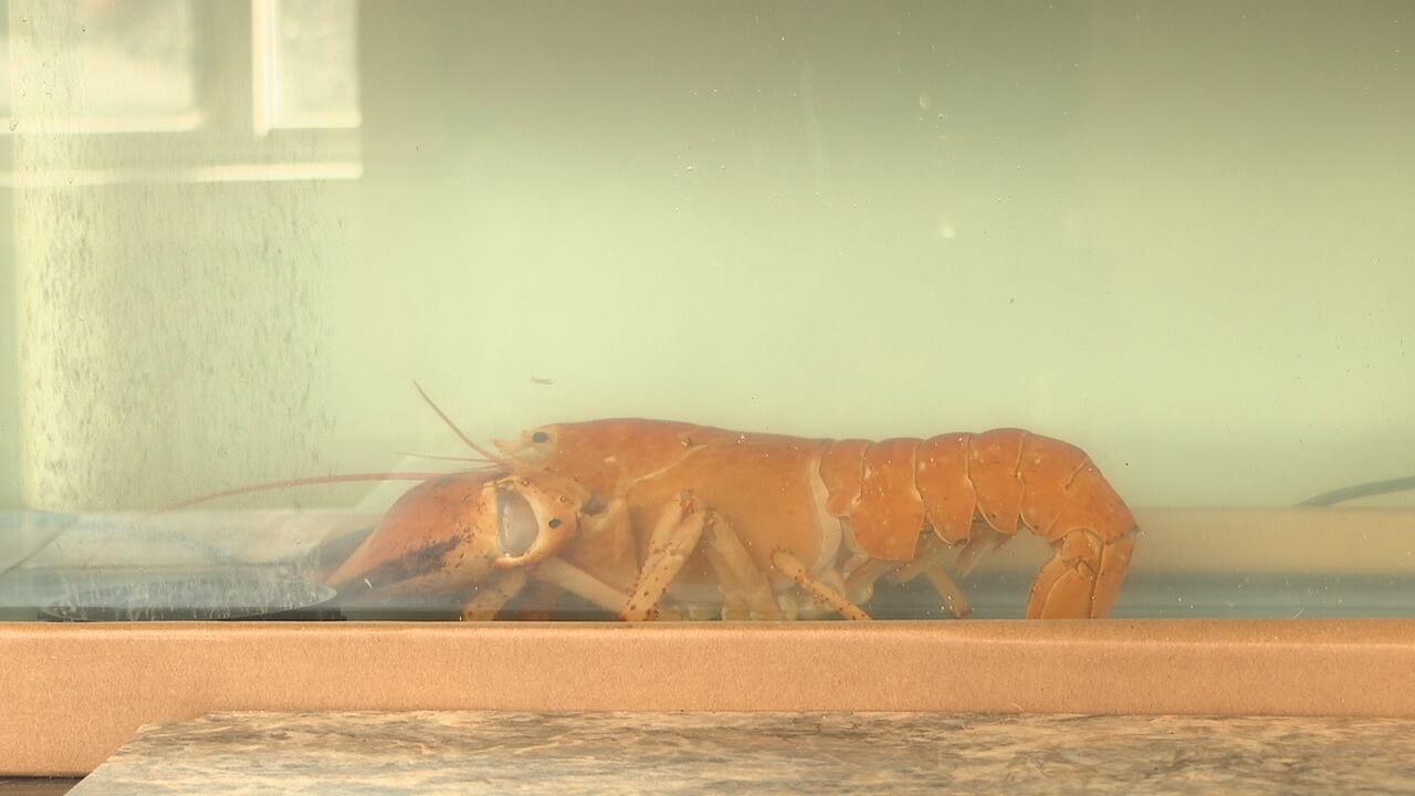 一隻極為罕見的橙色龍蝦,日前在美國紐約州一家超市,險些成為餐桌佳餚,最終在動物保護團體協助下,於24日被放生至長島外海。