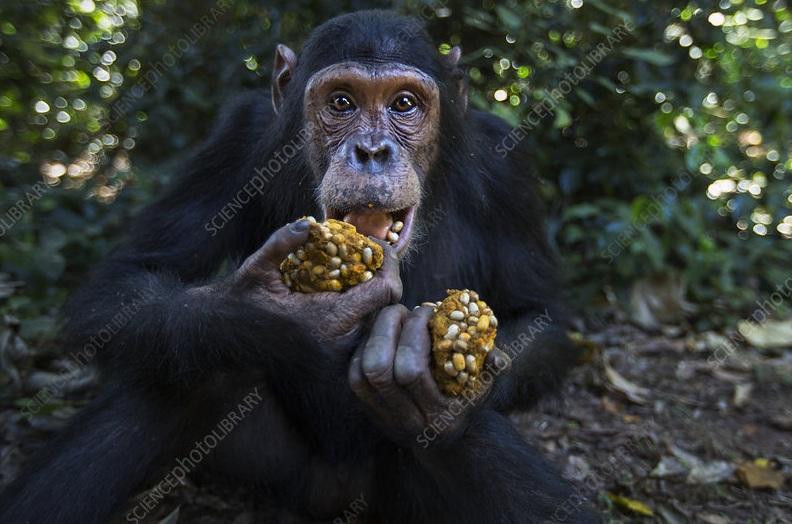 研究發現,黑猩猩每天攝取的酒精量相當於至少一杯酒,原因是牠們愛吃成熟發酵的水果。(互聯網)