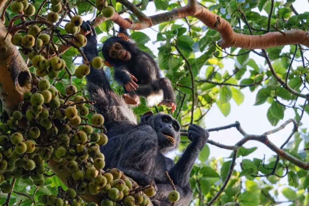 研究發現,黑猩猩每天攝取的酒精量相當於至少一杯酒,原因是牠們愛吃成熟發酵的水果。(互聯網)
