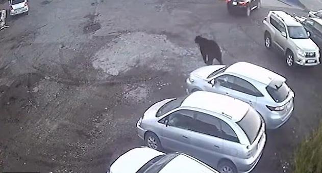 對私家車施襲一輪後,棕熊才離去。(互聯網)