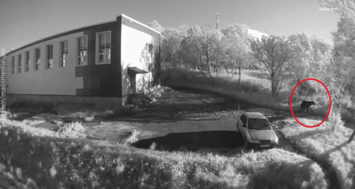 閉路電視拍到棕熊在市區四處走動。(互聯網)