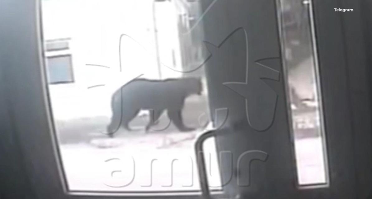 閉路電視拍到棕熊在市區四處走動,期間現身在住宅外。(互聯網)