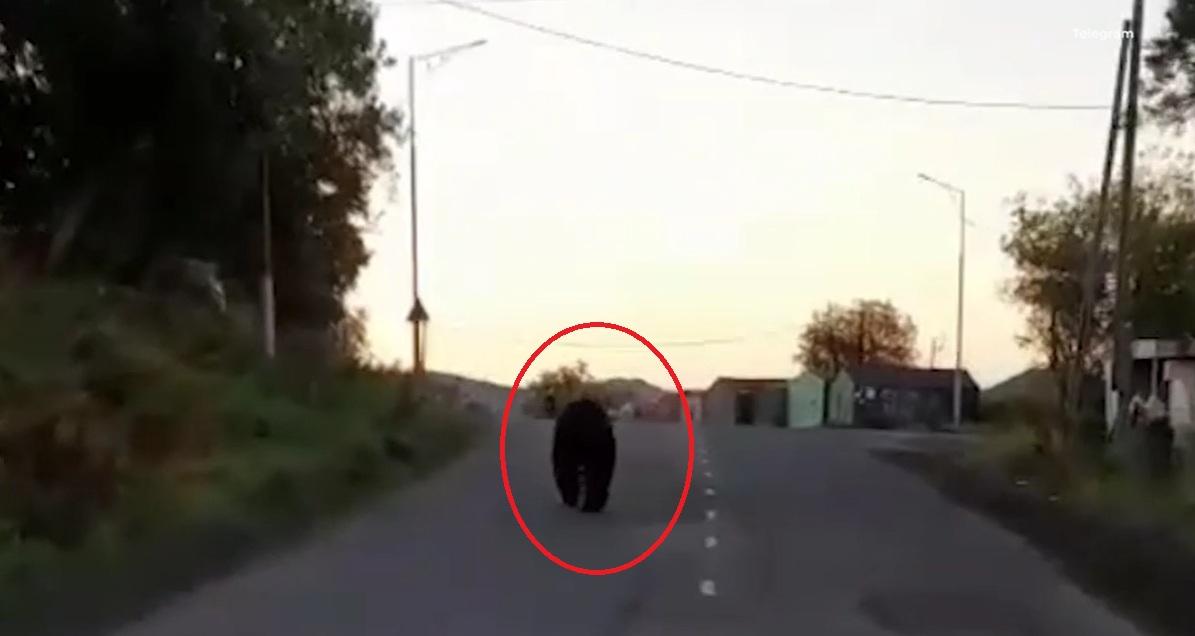 車cam拍到棕熊走在馬路上。(互聯網)