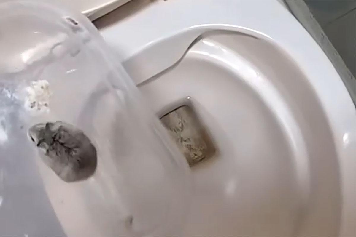 一名女子把倉鼠倒進馬桶沖走,事後獲警方確認為一名失去聯絡多時的外勞。(網上影片截圖)