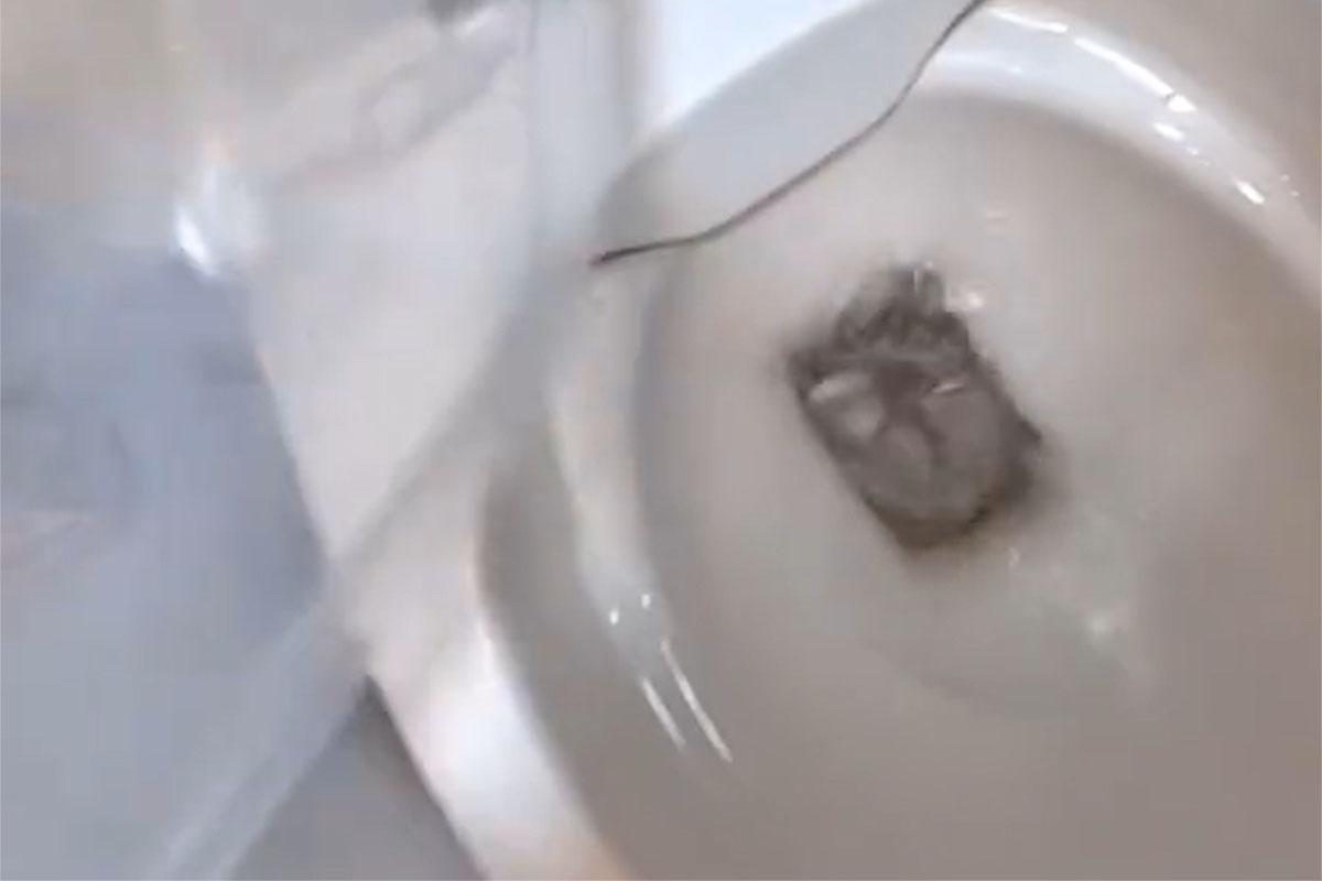 一名女子把倉鼠倒進馬桶沖走,事後獲警方確認為一名失去聯絡多時的外勞。(網上影片截圖)