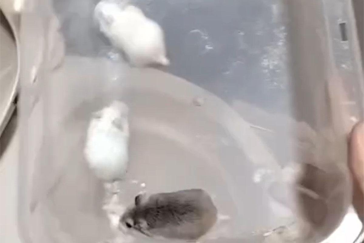 一名女子把倉鼠倒進馬桶沖走,事後獲警方確認為一名失去聯絡多時的外勞。(網上影片截圖)