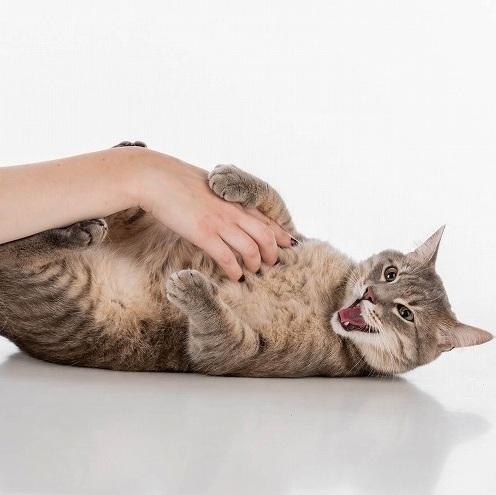 寵物美容師發文分享經歷,提醒其他飼主,不可輕視被動物抓傷或咬傷的感染風險。(互聯網)