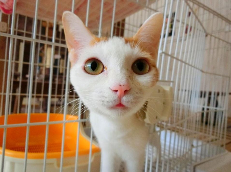 咖啡廳「かごにゃん」多年來推動愛護貓咪 。(互聯網)