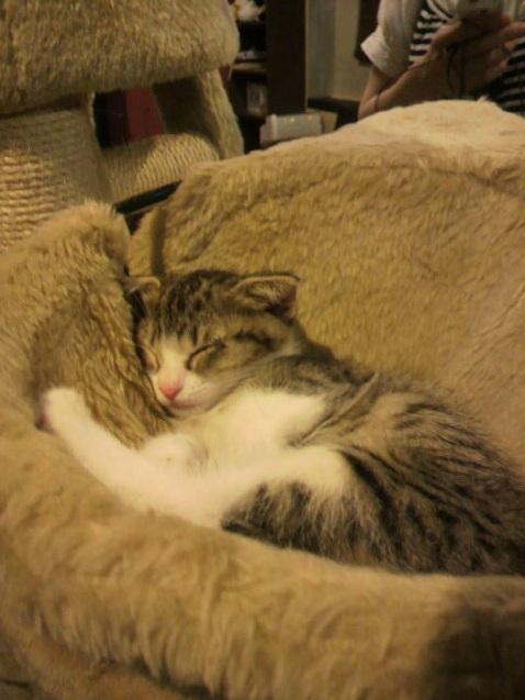 咖啡廳「かごにゃん」多年來推動愛護貓咪 。(互聯網)