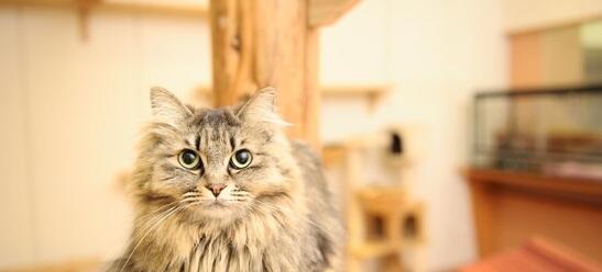 咖啡廳「かごにゃん」多年來推動愛護貓咪 。(互聯網)