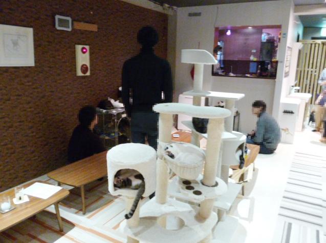 貓咖啡廳「かごにゃん」內部陳設 。(互聯網)