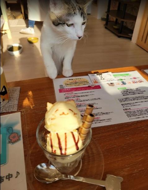 咖啡廳「かごにゃん」多年來推動愛護貓咪 。(互聯網)