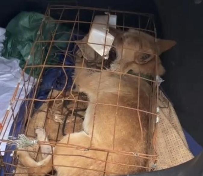 網約車託運「黃金下司犬」送到友人時已死亡。