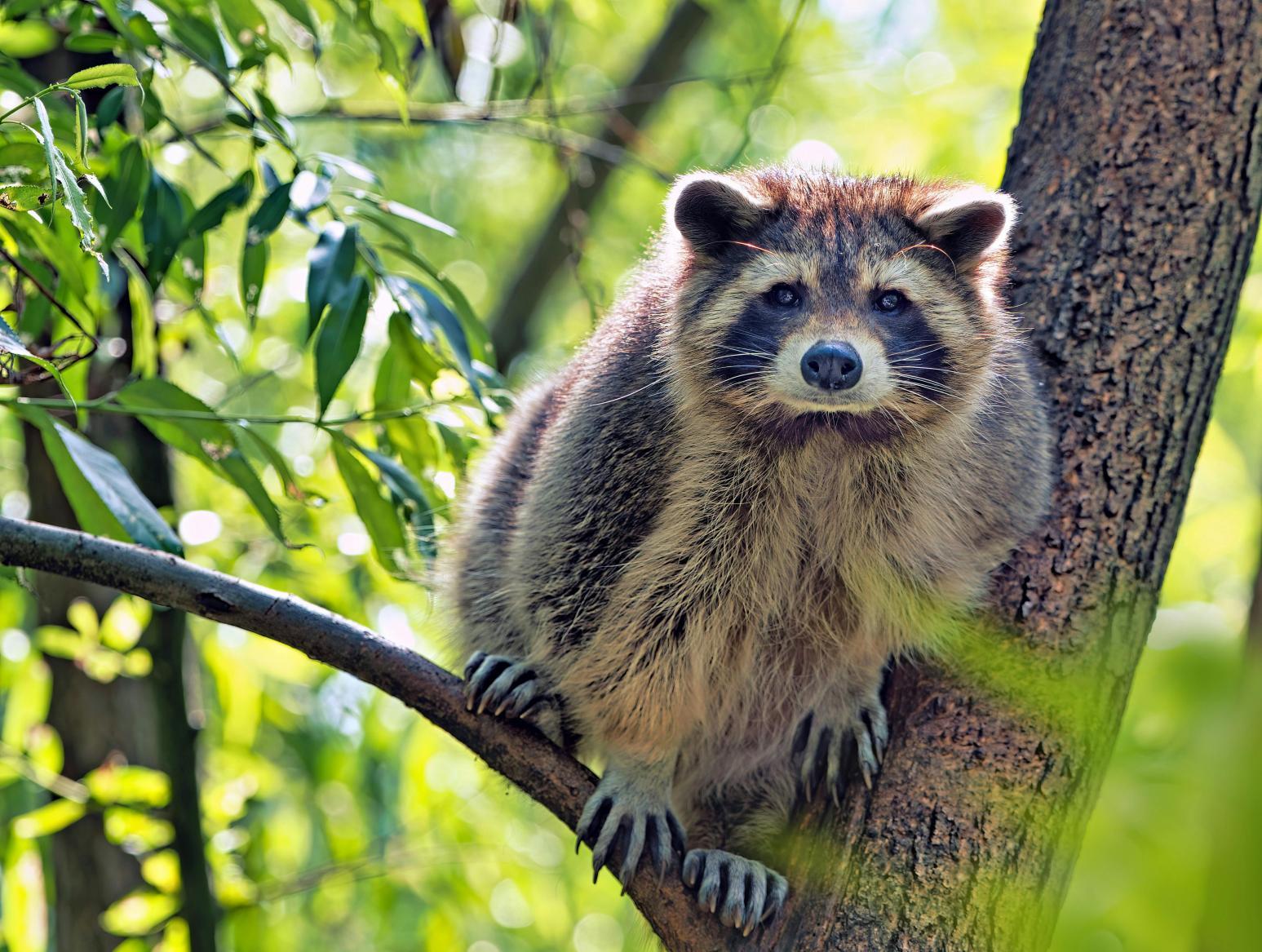 浣熊通常有5根手指,似乎並不符合女網友在家中看到的4指掌印。(示意圖/取自pexels)