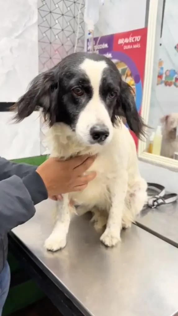 狗狗Machis趣緻可愛。(互聯網)