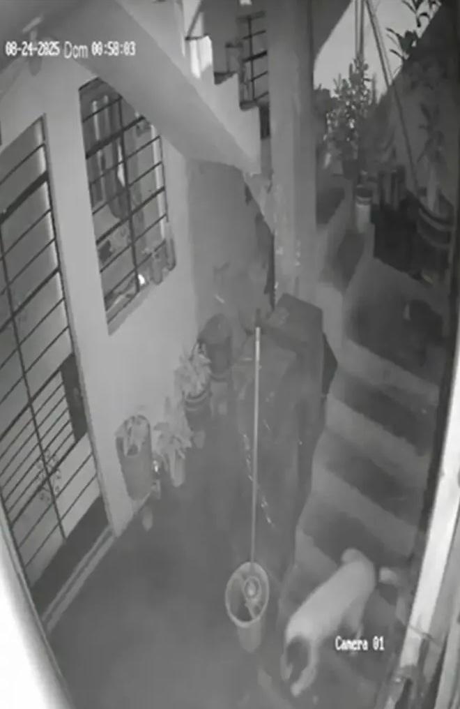 狗狗立即跑落樓梯,試著弄熄著火的藥引。(互聯網)