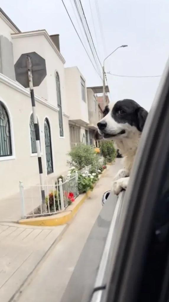 狗狗Machis趣緻可愛。(互聯網)