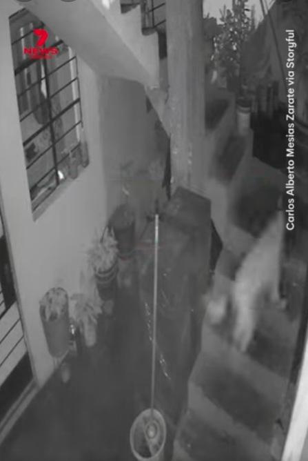 狗狗緊張吠叫,又跑上跑落。(互聯網)