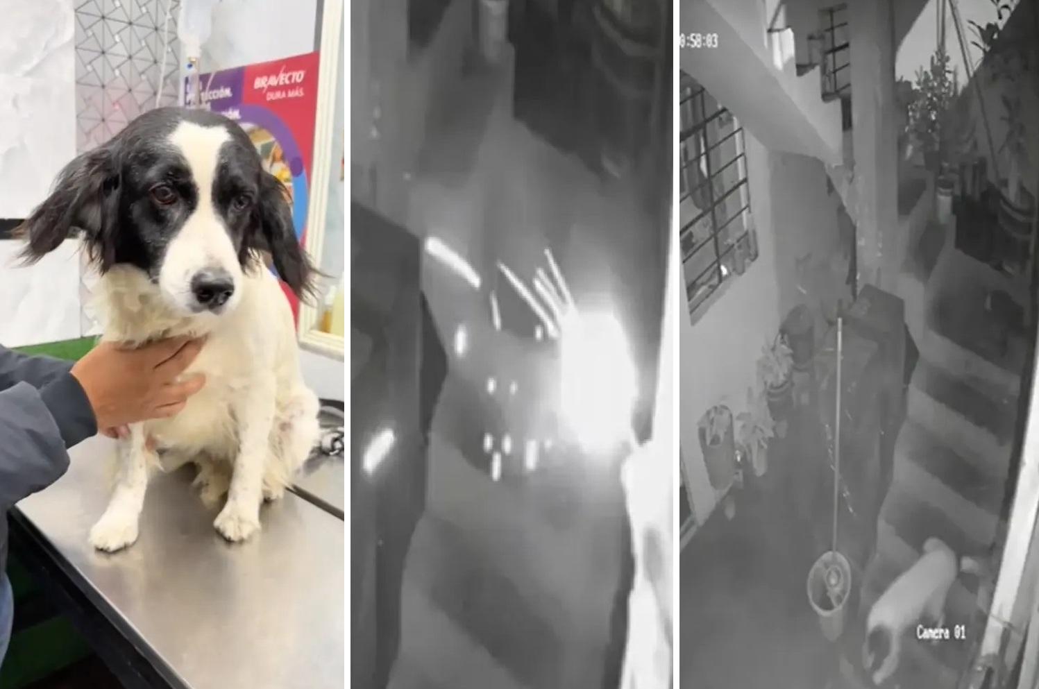 狗狗Machis深夜發現有人掟爆炸品入屋,即跑落樓梯,試著弄熄著火的藥引。(互聯網)