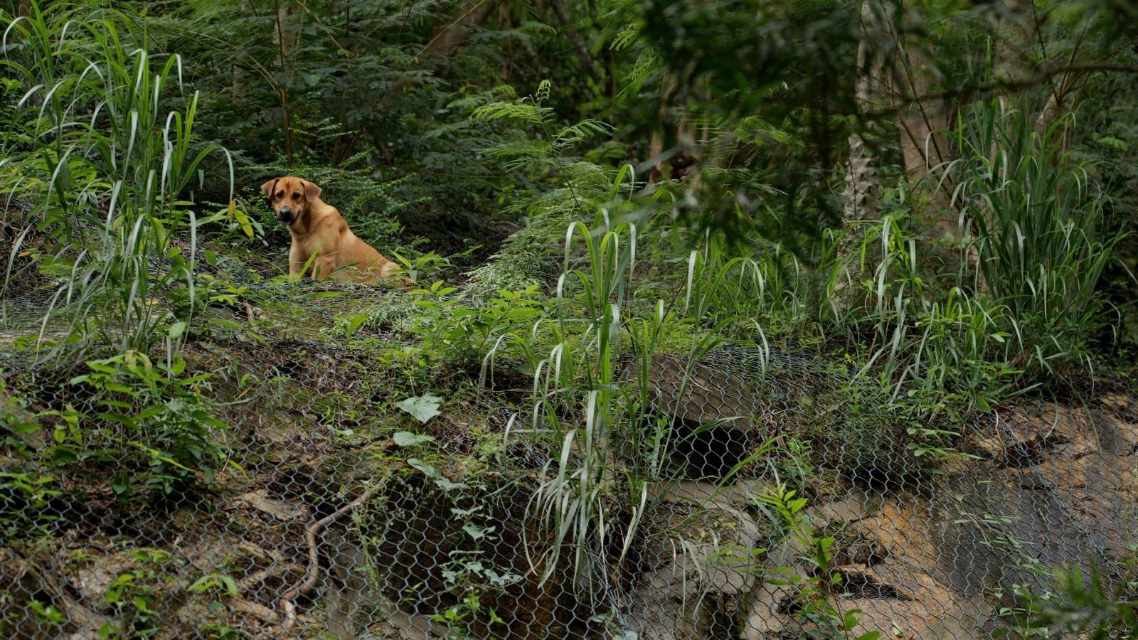 歷時四年製作的紀錄片《毛家》,記錄香港民間團體「毛守救援」如何不計付出。