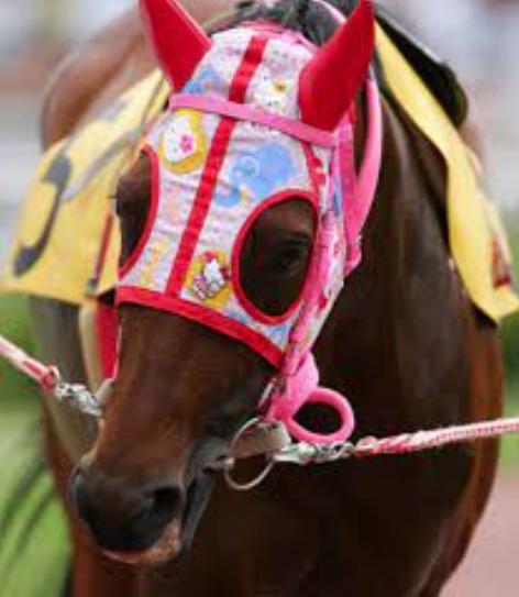 日本傳奇賽馬「春麗」去世,終年29歲,牠出戰113場不曾獲勝,堅持不懈的精神令人敬佩。(互聯網)