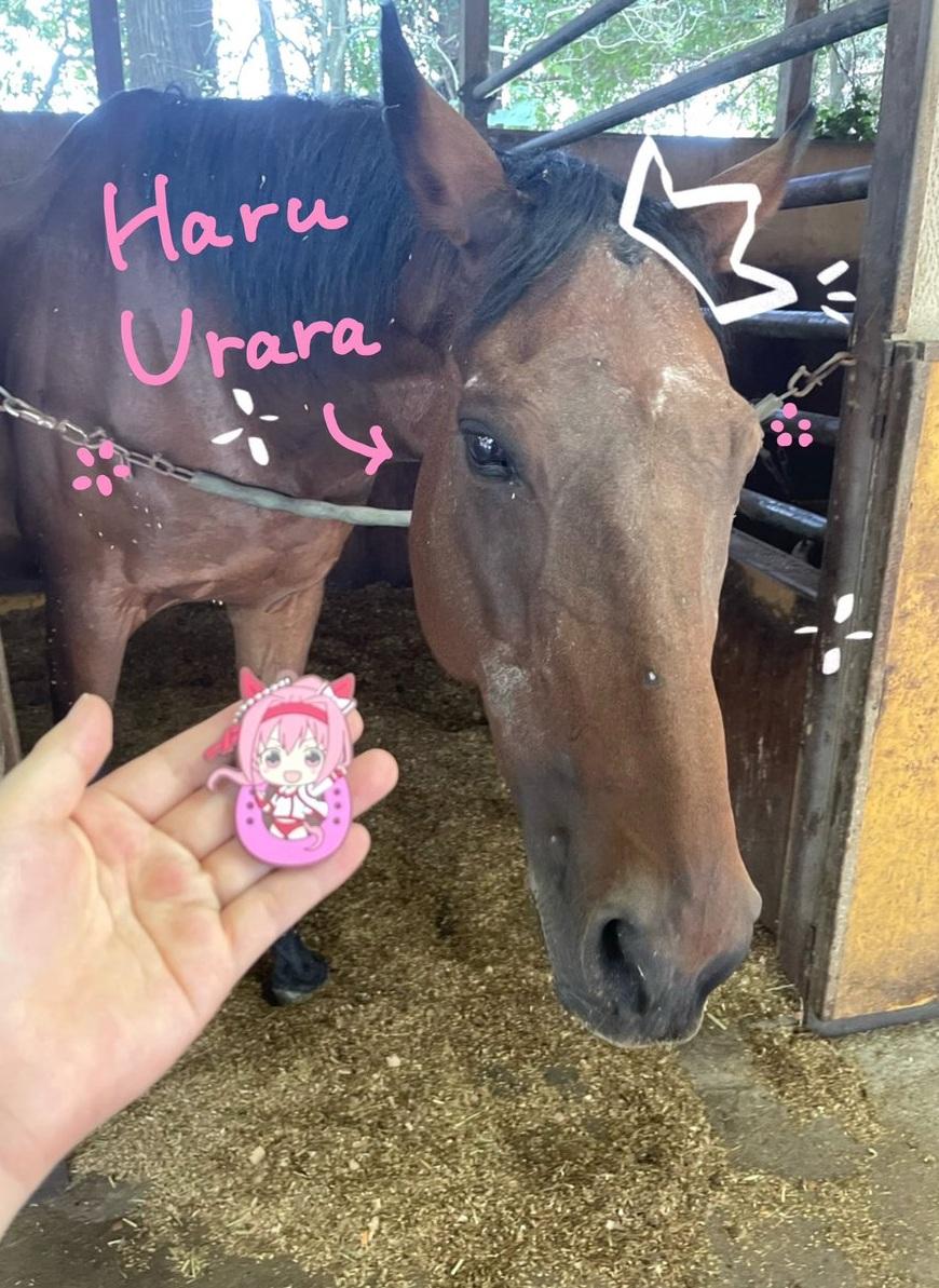 日本民眾帶著動漫角色「春麗」吊飾,探望賽馬「春麗」。(互聯網)