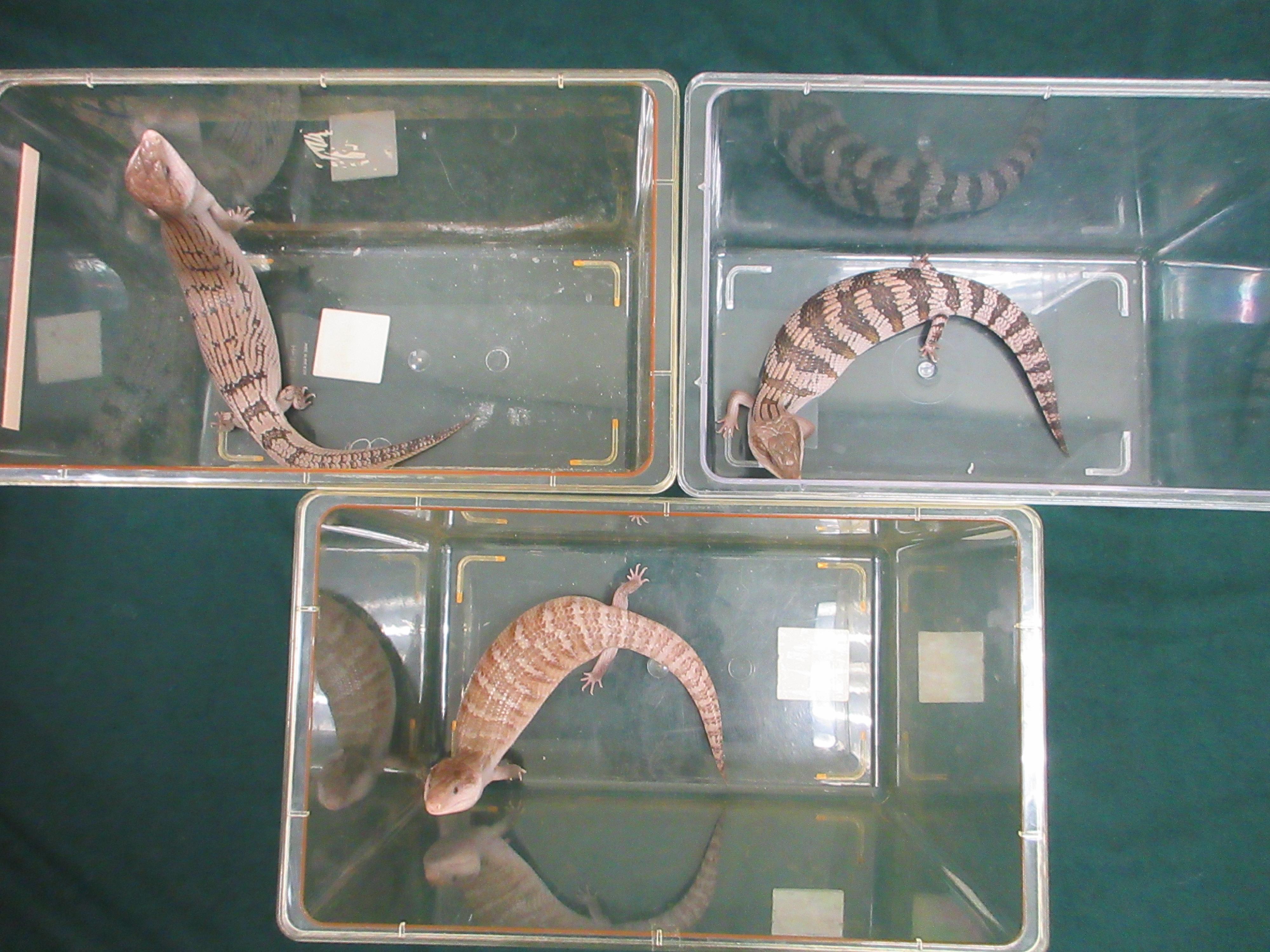 3隻蜥蝪疑屬受管制屬瀕危物種。